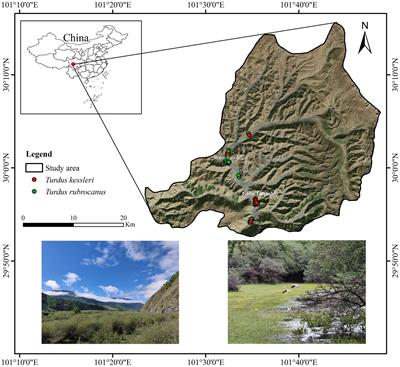 Comparison of breeding strategies of two sympatric  - Frontiers